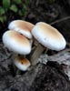 agrocybe aegerita